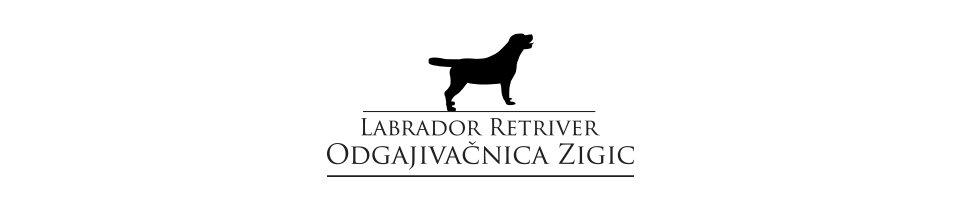 Odgajivačnica labrador retrivera Žigić