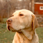 zuti labrador retriver sa nosem boje jetre