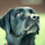 crni labrador retriver