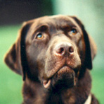 cokoladni labrador retriver