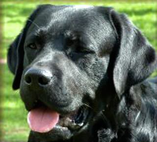 glava labrador retrivera