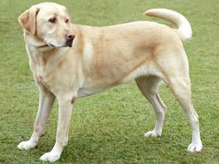 beli labrador