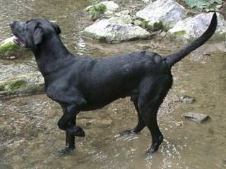 crni labrador